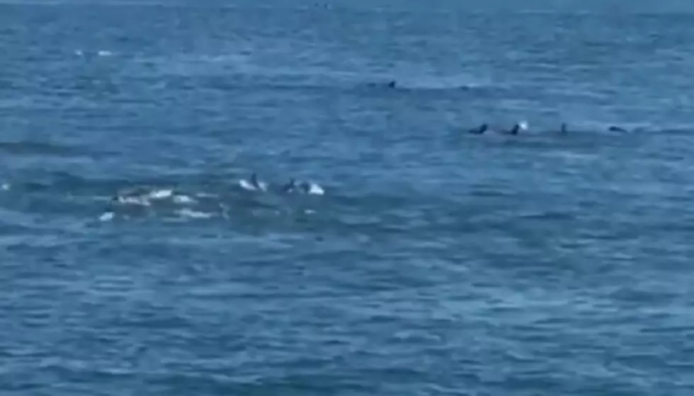 It&#8217;s Dolphin Season in Cape May! [VIDEO]