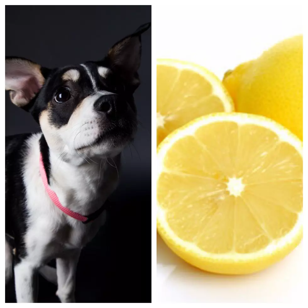 When Life Gives You Lemons, Don’t Give It to Your Dog…