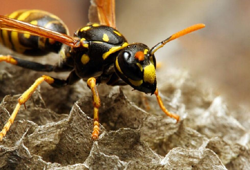 Women Warned Not to Put Wasp Nests in Their Vaginas