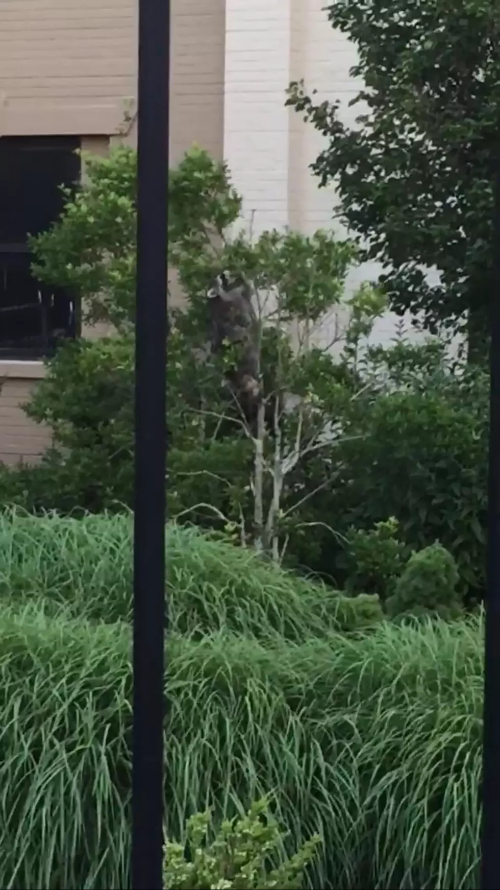 Rabid Raccoon on the Atlantic City Boardwalk [VIDEO]