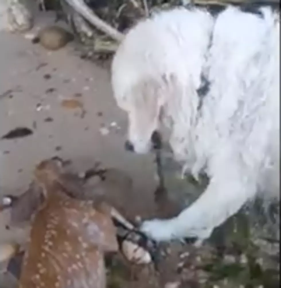 Dog Saves Baby Deer From Drowning [VIDEO]
