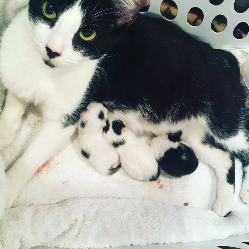Box of Kittens Show Up on Philadelphia Door Step with Mama Inside
