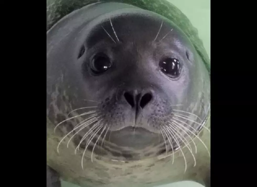 Seal Recovering Well at Brigantine’s Marine Mammal Stranding Center