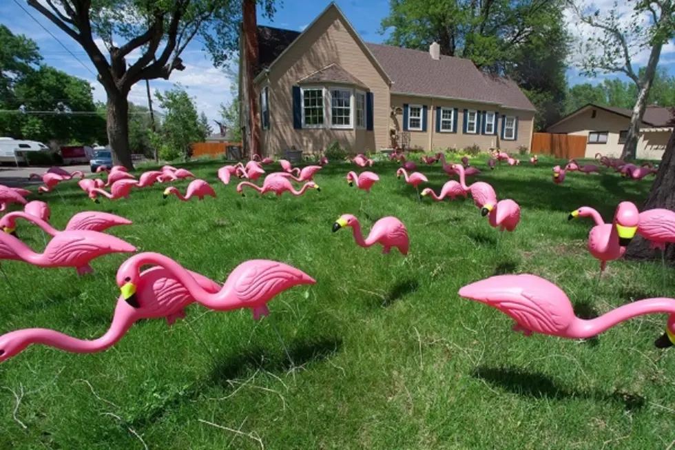 Ventnor Community Comes Together to Put Flamingos on Lawn of Woman With Cancer