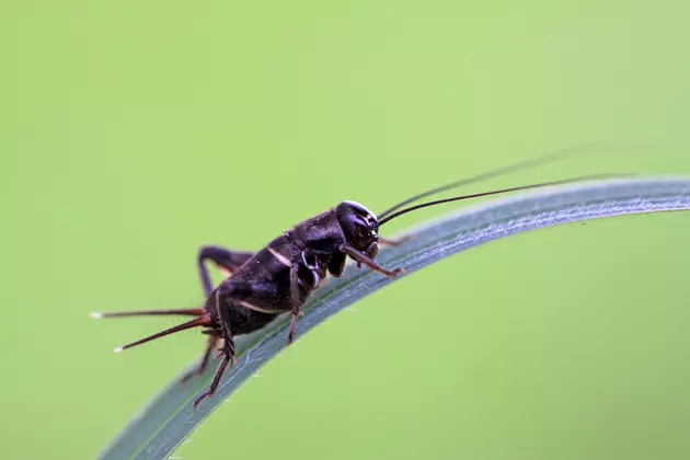 Cricket Rescue Mission [VIDEO]