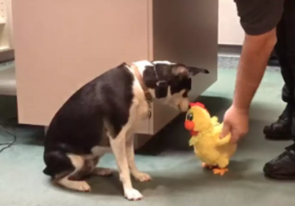 The Battle Between the Cat Country Dog vs. the Cat Country Chicken [VIDEO]