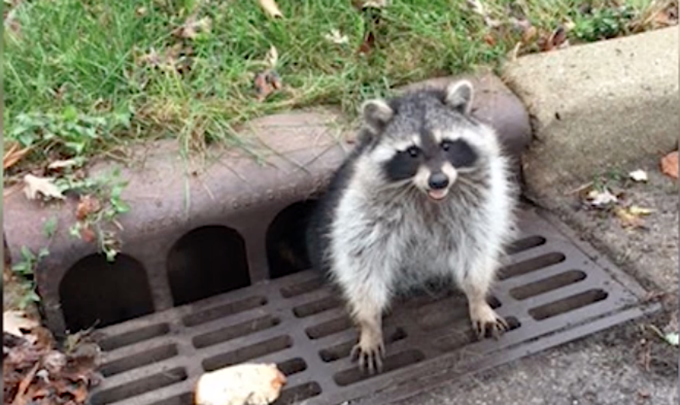 This Raccoon Is All of Us After Thanksgiving [VIDEO]