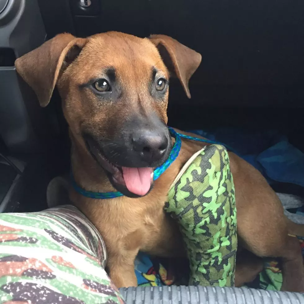 Rescue Pup Found On Roadside By Family in Tuckerton Needs Help