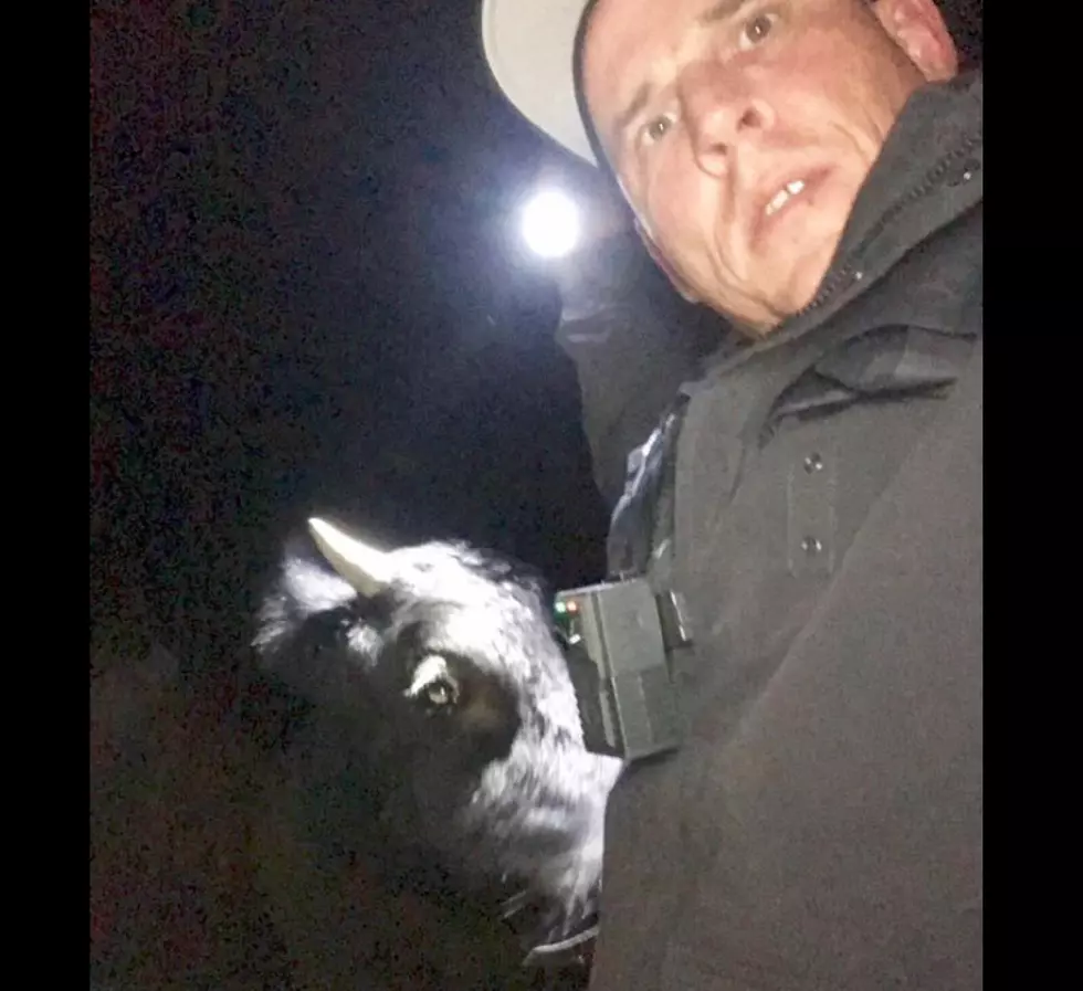 Middle Township Police Reunite Lost Cow with Home