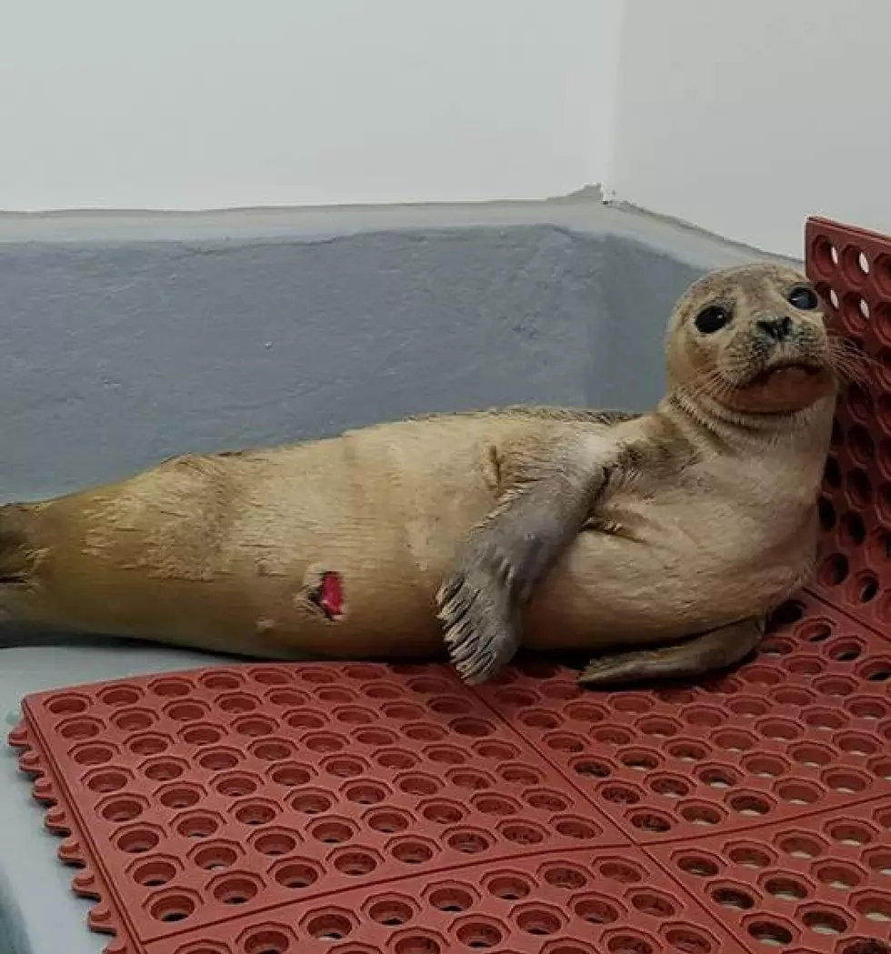 Little Seal Marks Stranding Center&#8217;s 5,000th Stranding