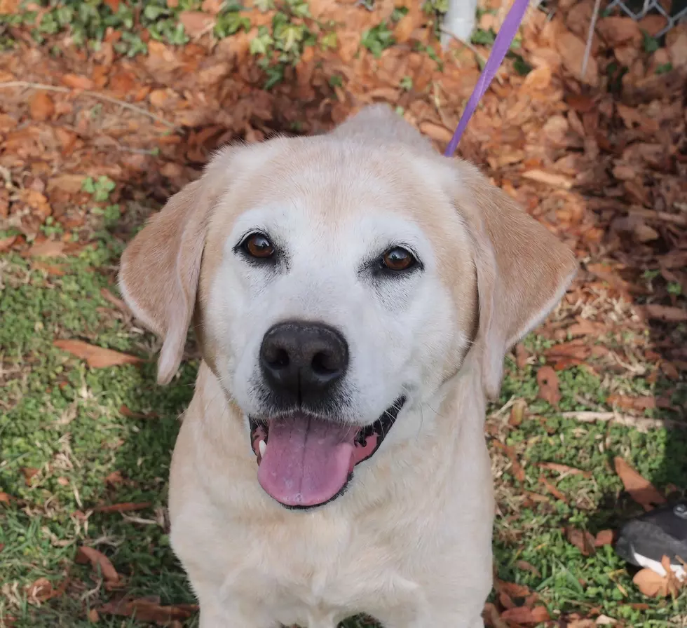 These 12 Pets Need a Forever Home this Holiday Season [PHOTOS]