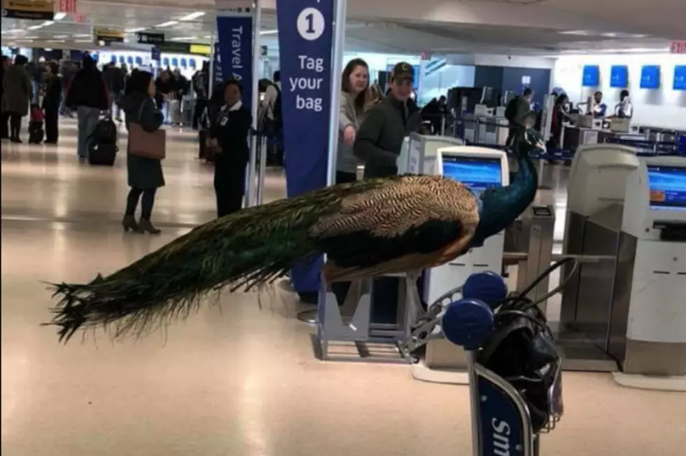 United Airlines Denys Emotional Support Peacock At NJ Airport