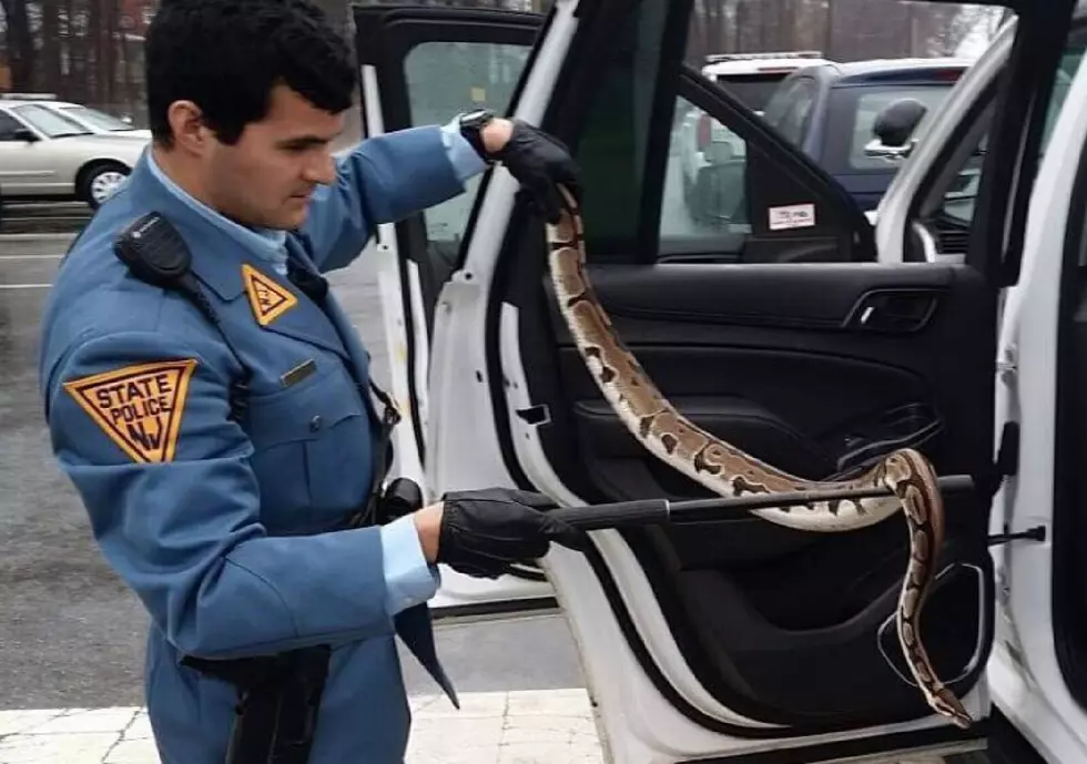 Who Put Python in Parkway Toll Collection Basket?