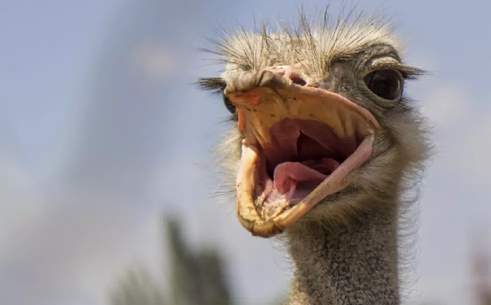 Eagles Fan Steals Ostrich From Zoo, Rides It In Celebration