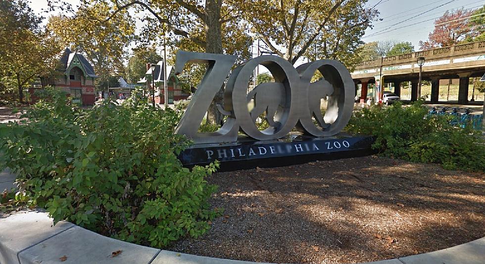 Philadelphia Zoo Says No Ostrich Stolen Following Eagles Victory