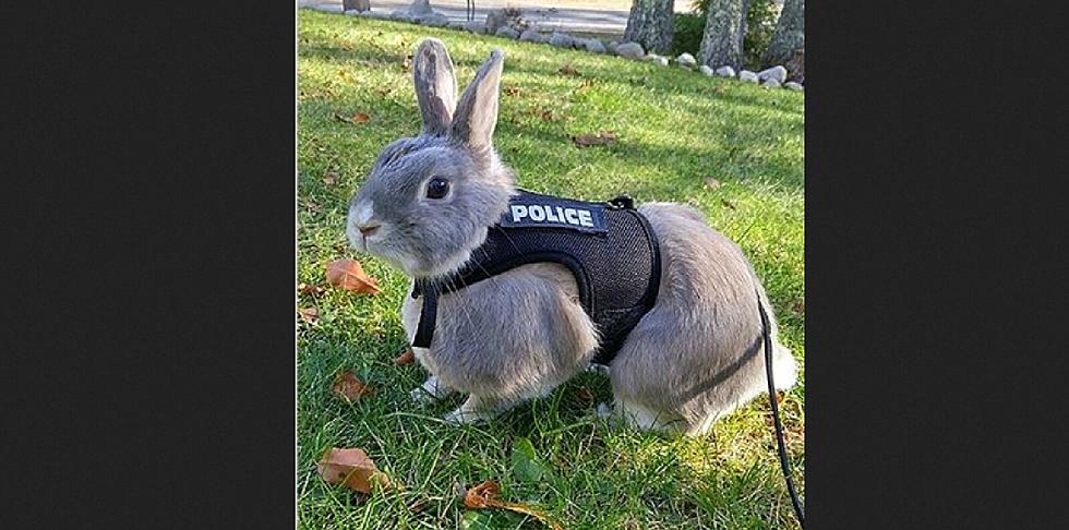 Wildwood First In Country With Police Bunny Officer