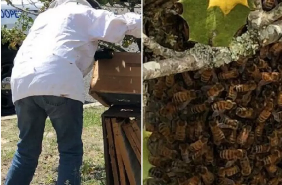 State Troopers at Buena Station Deal With Bee Problem