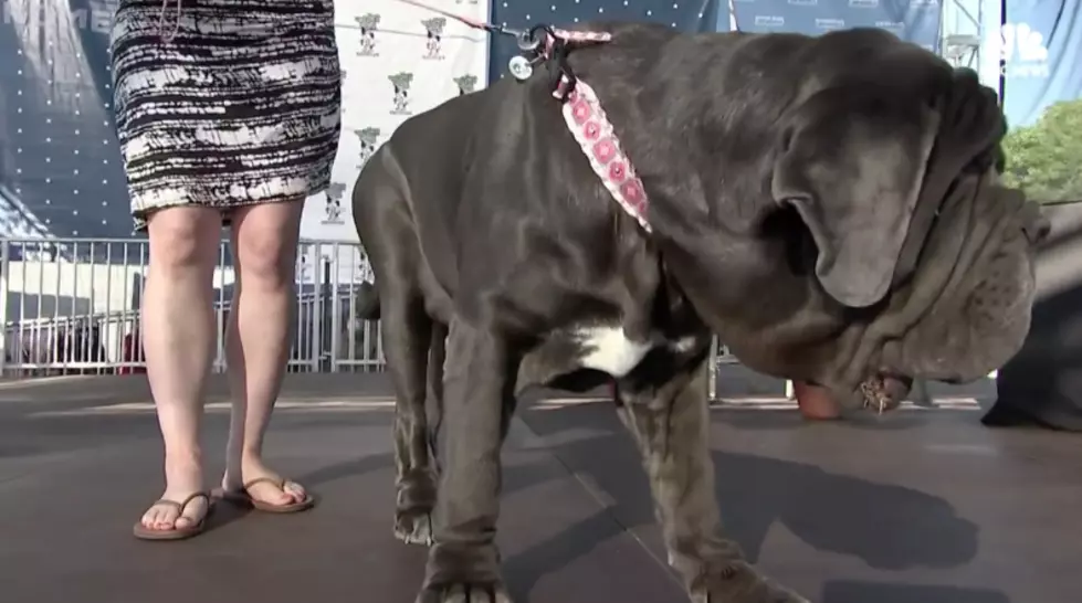 This Is Currently The World&#8217;s Ugliest Dog in 2018 [VIDEO]
