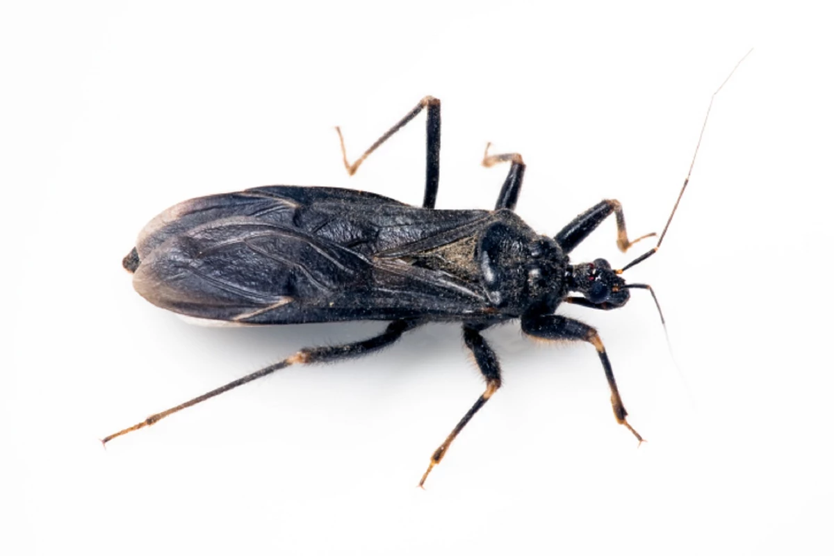 NJ Residents Need To Watch Out For Kissing Bugs