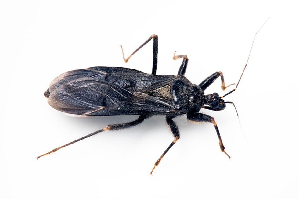 NJ Residents Need to Watch Out for Kissing Bugs