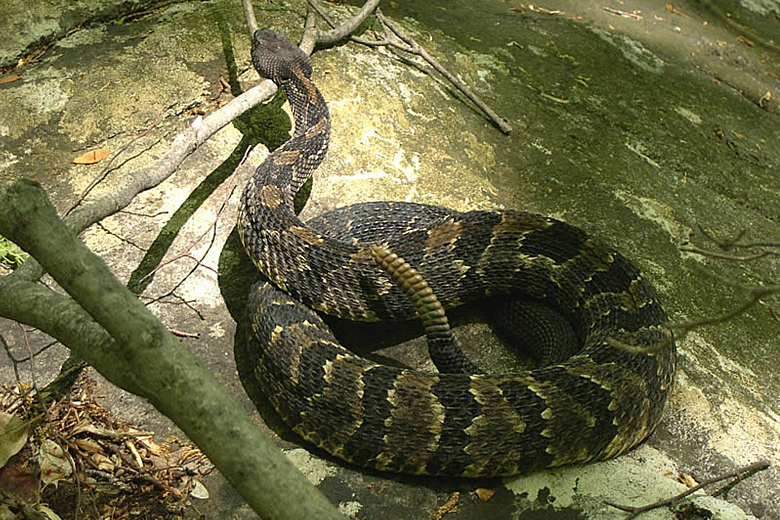 King Cobra (spoiler alert: not a true cobra) – BFF Biodiversity