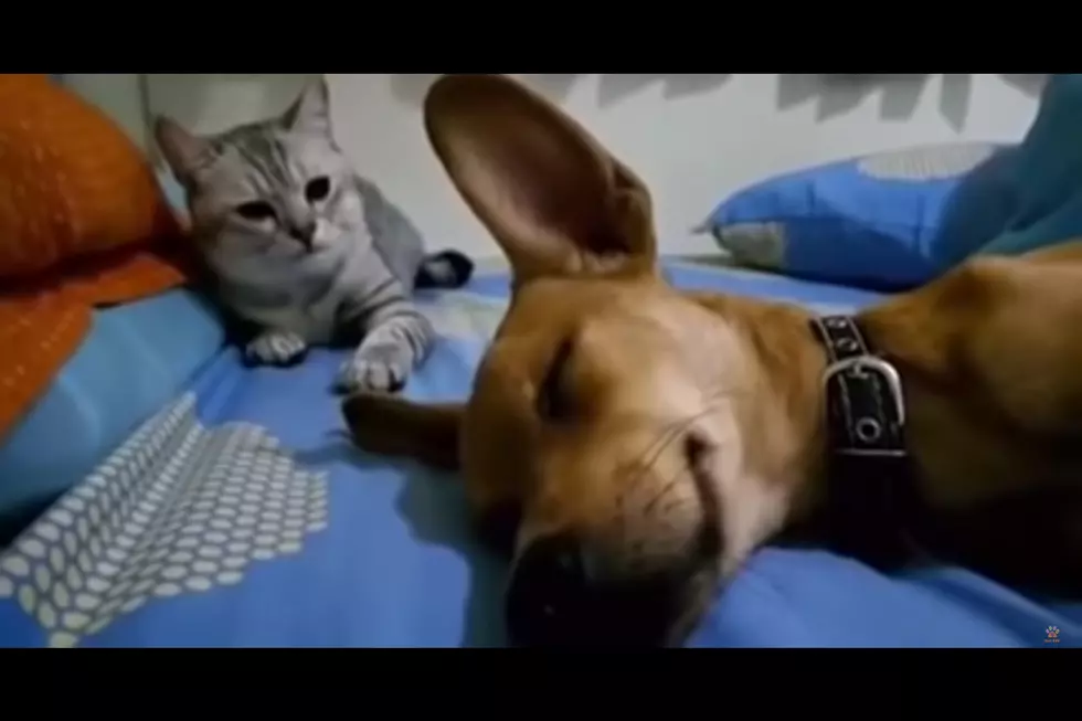 The Funniest Cat and Dog Video on the Internet [WATCH]