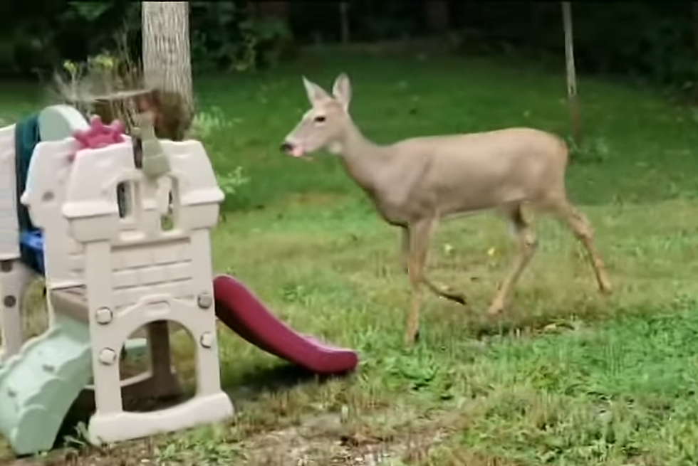 You Need to Watch a Deer Stumble Through a Kid's Slide [VIDEO]