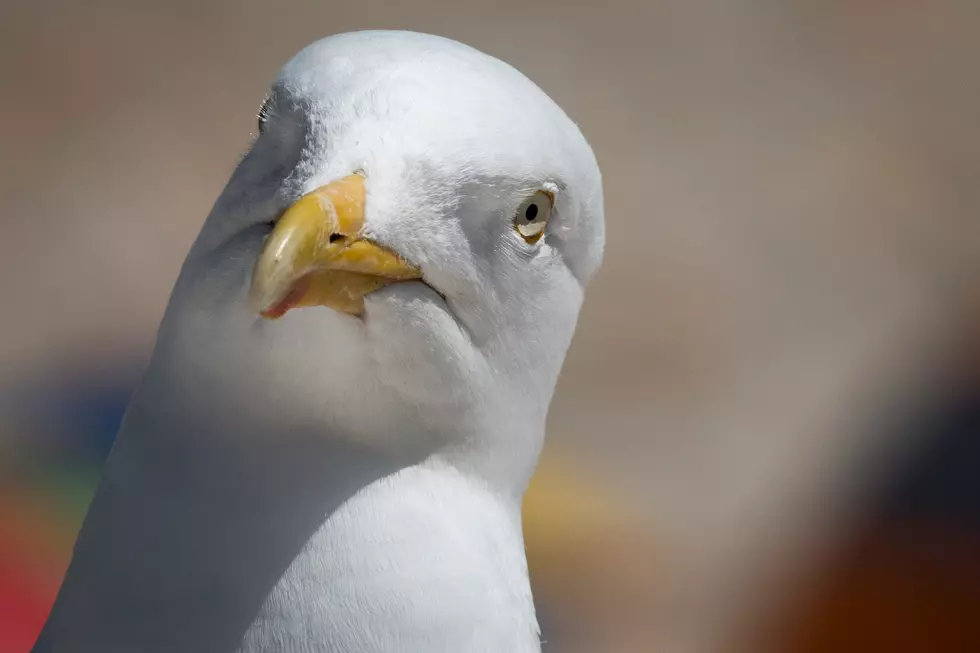 Don’t feed seagulls In Ocean City — it could cost you $500