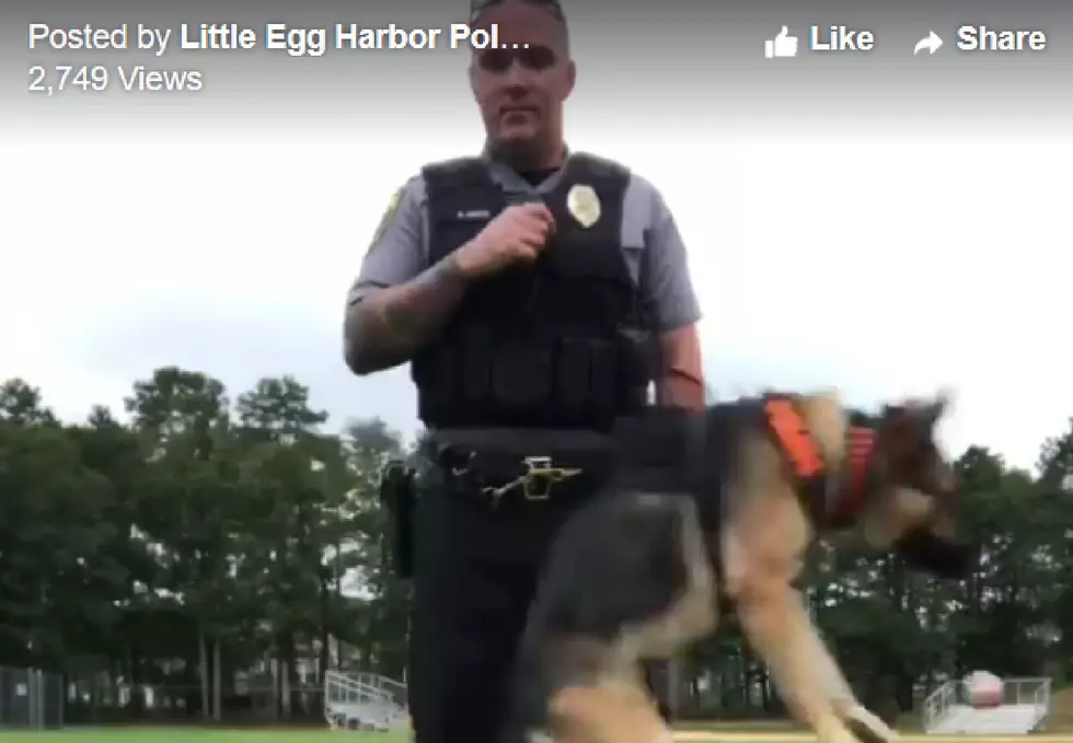 Little Egg Harbor Police Show Off Flying K-9