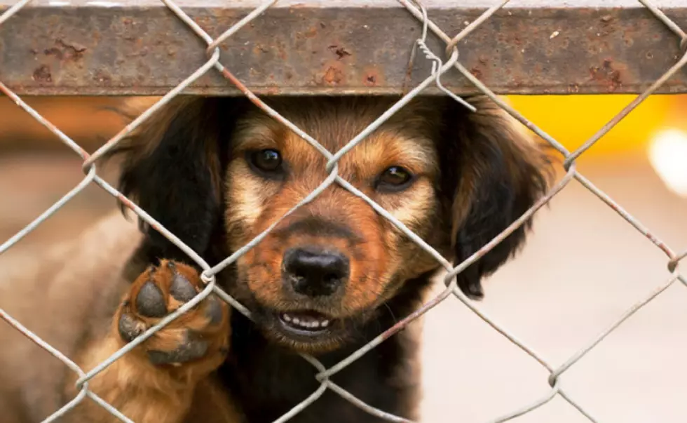 Helping Local Shelter Animals Have a Nice Holiday