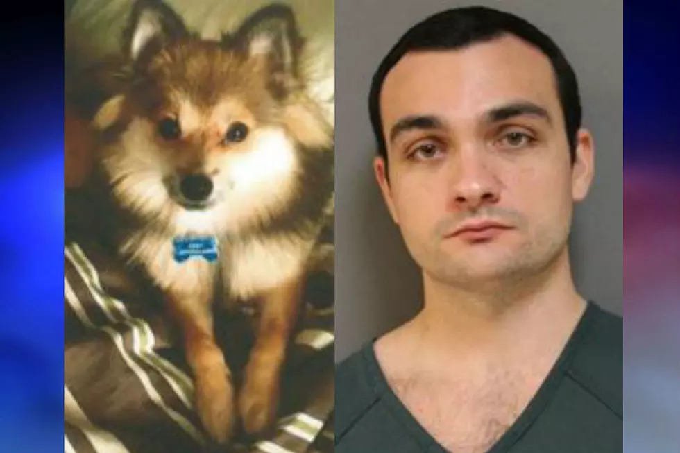 Man Beat Vet’s Service Dog to Death, Will Get Out in 3 Months