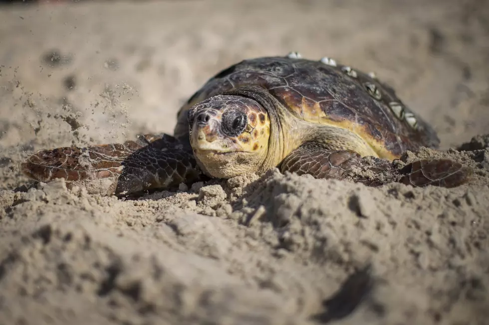 Jersey Shore Marine Mammal Center Says Watch Out For Sea Turtles