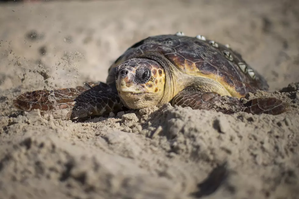 Sea Turtle Spotted Beached In The Surf In Wildwood Crest, NJ