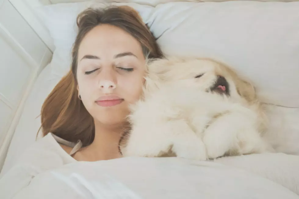 Ladies, Trouble Sleeping? Bring Your Dog into Bed with You!