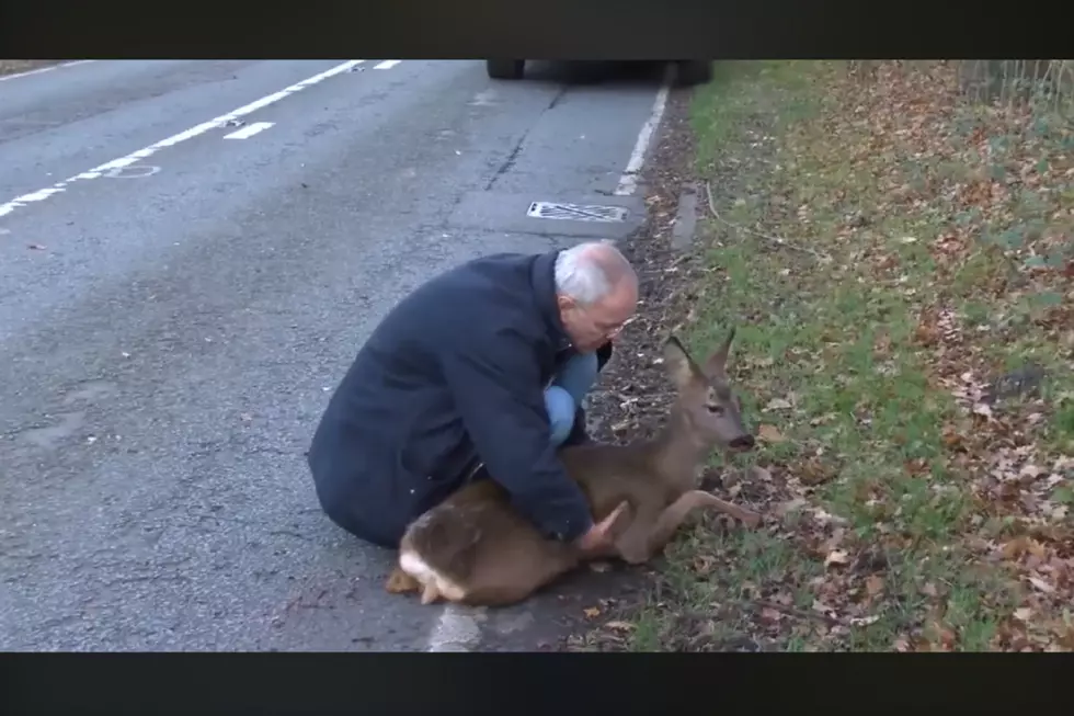 Watch This Man Rescue A Deer From Certain Death