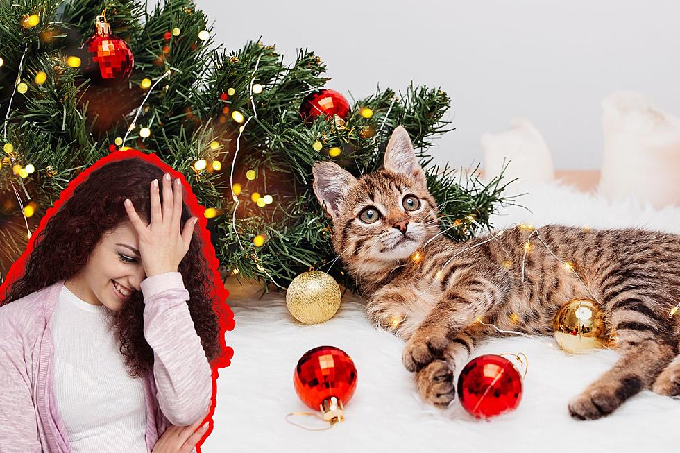 Finally! It's the Purrr-fect Christmas Tree For Cat Owners