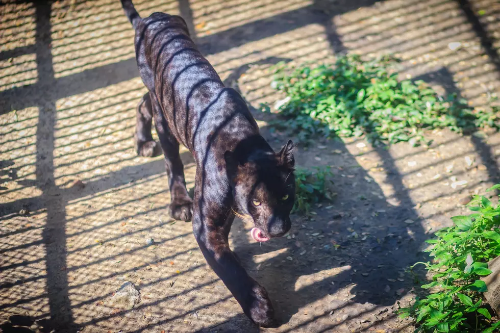 Woman Attacked By Jaguar At The Zoo! [VIDEO]