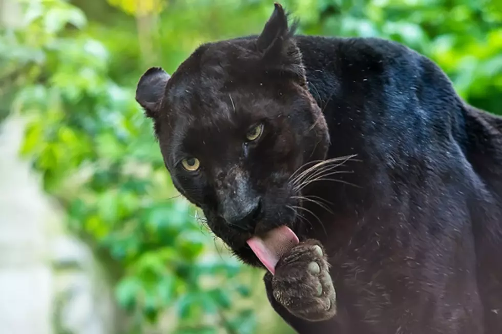 Woman Attacked By Jaguar At The Zoo! [VIDEO]