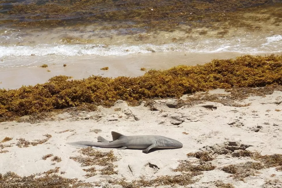 Remember When Dead Sharks Washed Up On The Beach In OC, NJ?