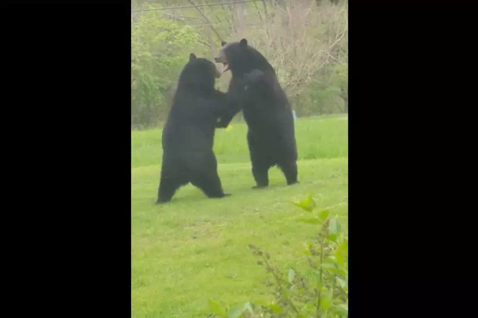 Captured on Video: Bear Fight in NJ Front Yard