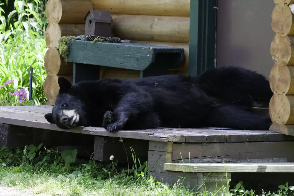 Bear Gets Drunk and Passes Out at Campground