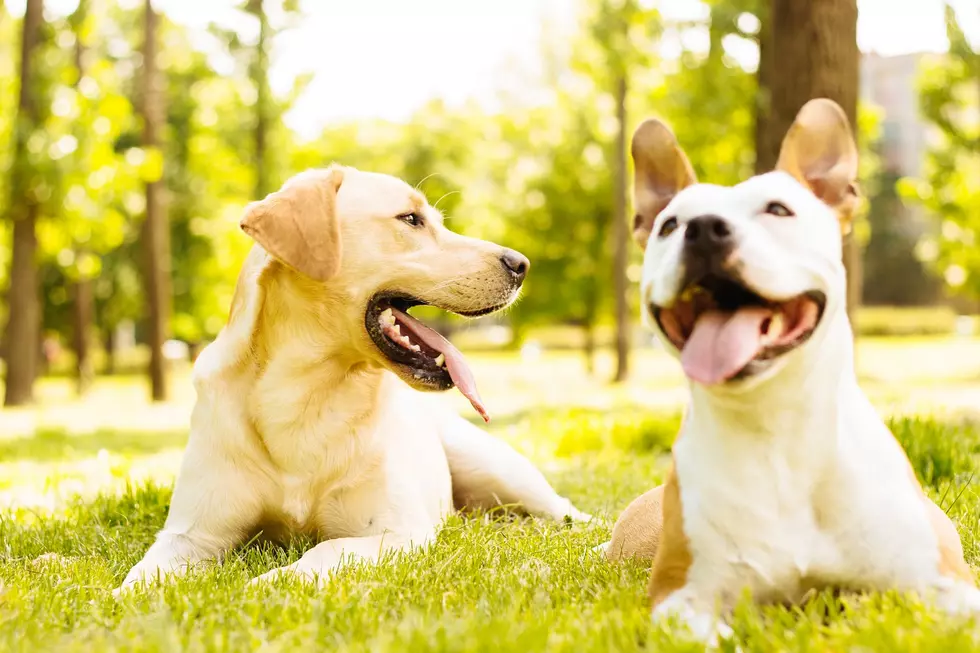 Rowan University Receives Donation for New Therapy Dog Program