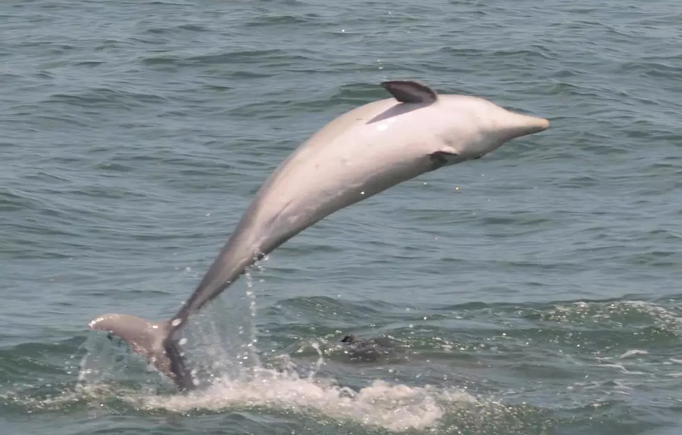 Forget the Sharks, Check Out the Cape May Dolphins!