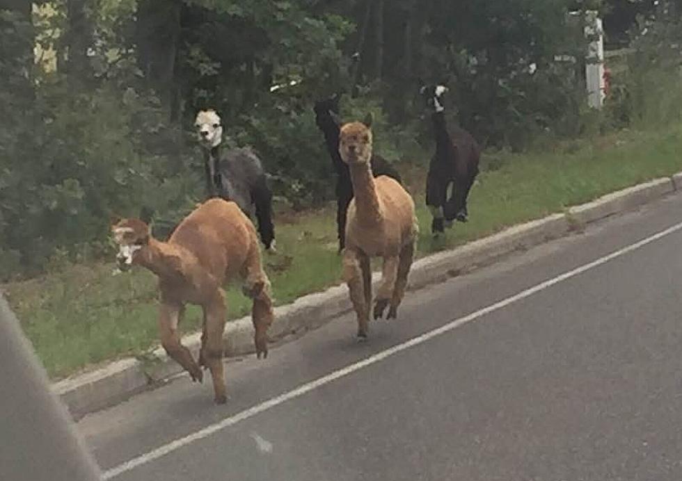 Llamas Make a Break For It in EHT