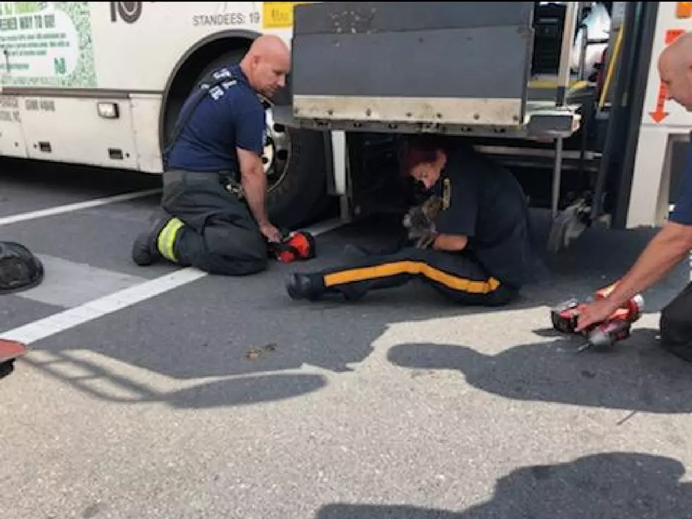 AC Police and Fire Crews Save Dog Trapped Under NJ Transit Bus