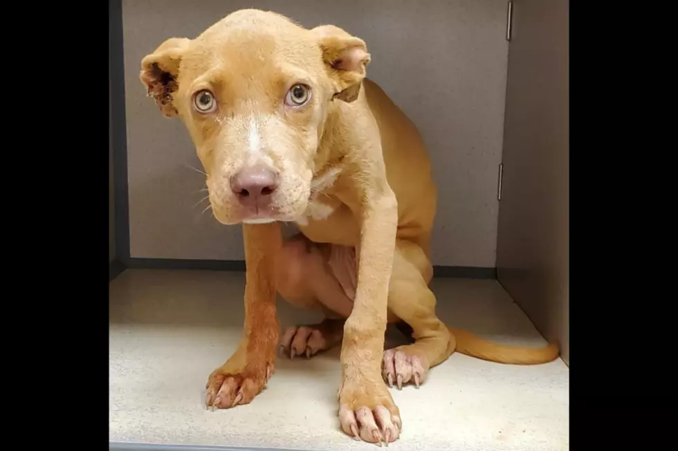 New Jersey Puppy Who Spent Life on Two Foot Chain Needs a Home