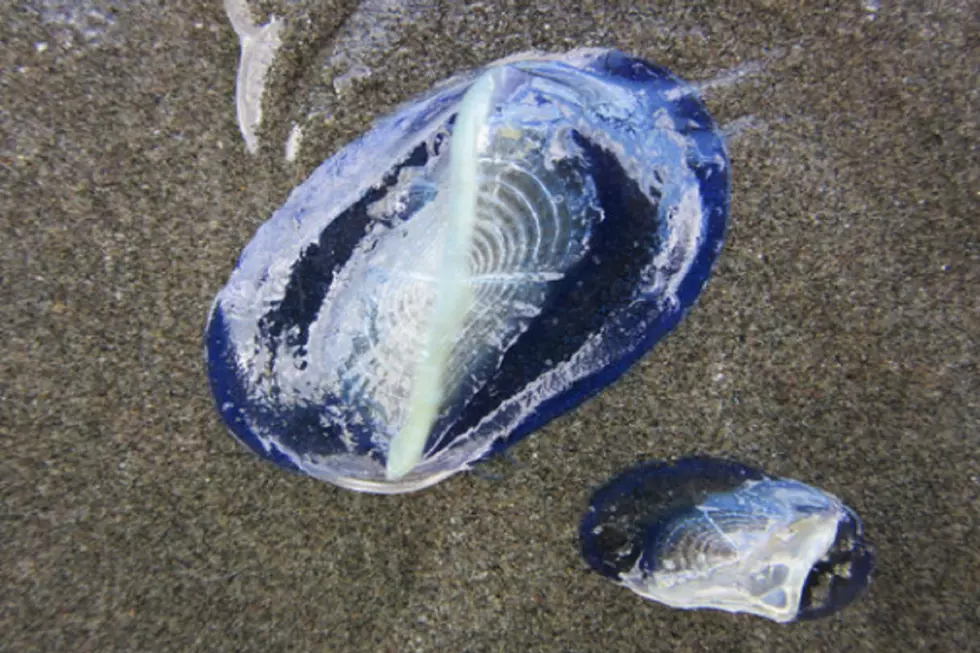 Galaxy Jellyfish Spotted on Wildwood Beach