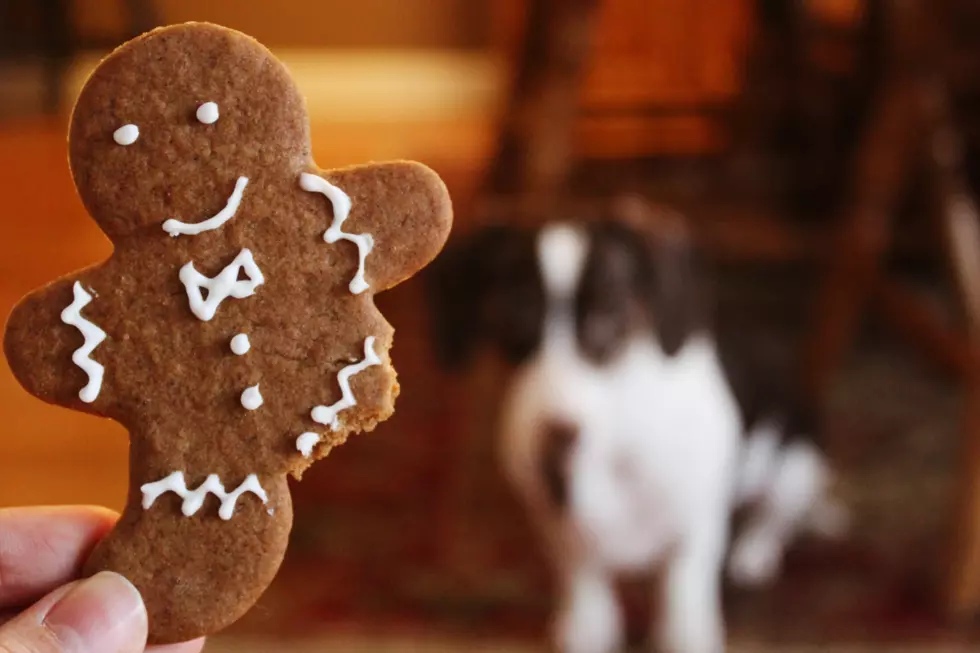 Holiday Leftovers Safe for Your Dog