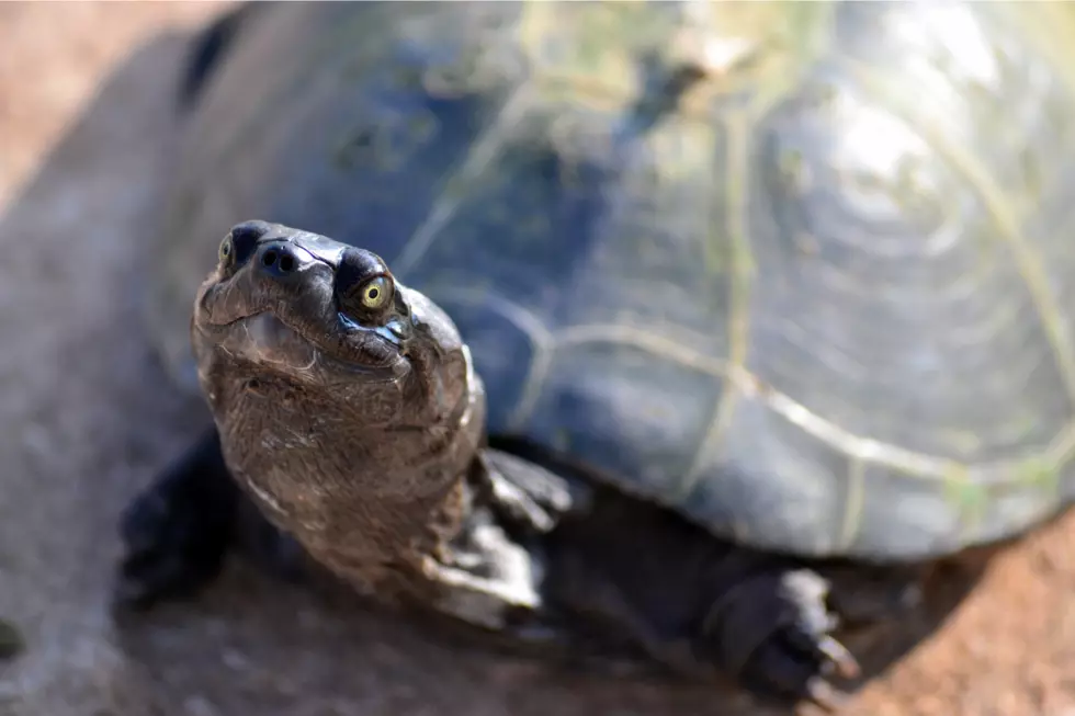 Save The Turtles in Leeds Point