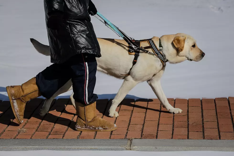 New Jersey’s New State Dog is the Seeing Eye Dog